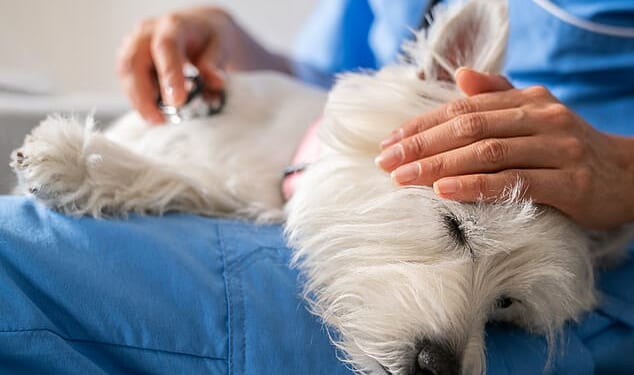 Pet insurance is sold as a service that offers owners peace of mind if one of their pets falls ill