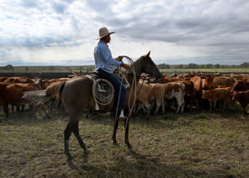 The Republican Playbook for Saving the American Rancher