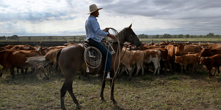 The Republican Playbook for Saving the American Rancher