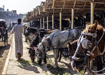 Emaciated horses line up in a 'taxi rank' to take tourists on carriage rides near the Nile in Egypt, metal bridles digging into their fragile skin