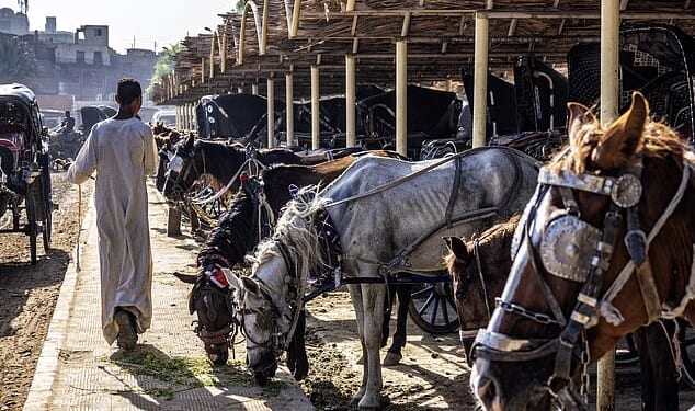 Emaciated horses line up in a 'taxi rank' to take tourists on carriage rides near the Nile in Egypt, metal bridles digging into their fragile skin