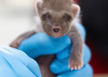 The two-week-old pine marten (pictured) was rescued from a rubbish bin in Powys, Wales
