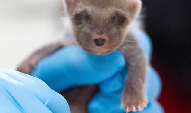 The two-week-old pine marten (pictured) was rescued from a rubbish bin in Powys, Wales