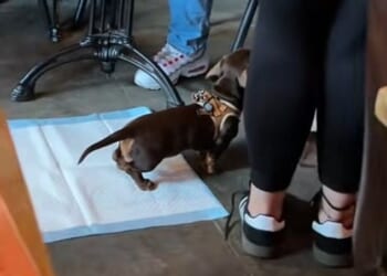 Footage taken inside Gordon Ramsay Street Pizza's Battersea location and posted to TikTok shows a person holding a sausage dog on a lead over the training pad in the middle of the dining area