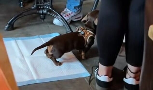 Footage taken inside Gordon Ramsay Street Pizza's Battersea location and posted to TikTok shows a person holding a sausage dog on a lead over the training pad in the middle of the dining area