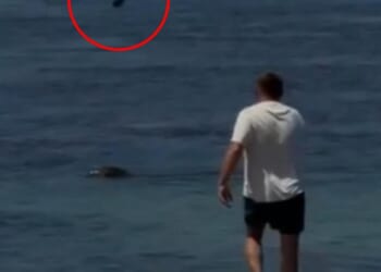 A 37-year-old man from Seattle, who was not identified, threw a rock (circled) at an Hawaiian monk seal while on vacation in Maui on Tuesday