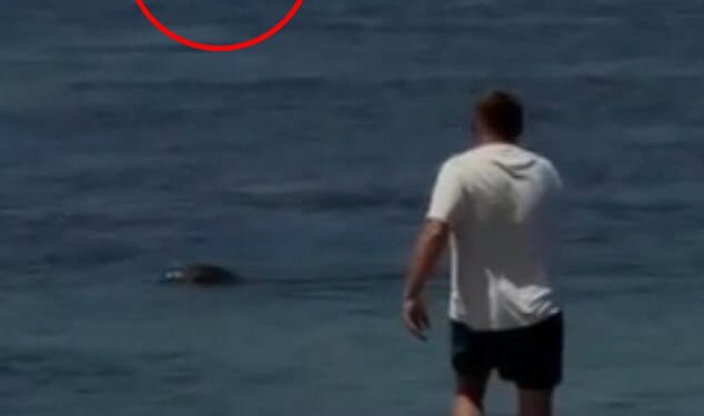 A 37-year-old man from Seattle, who was not identified, threw a rock (circled) at an Hawaiian monk seal while on vacation in Maui on Tuesday