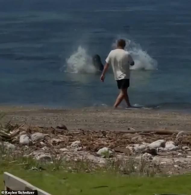 It hit the monk seal, which survived the attacked. The man was detained by the Department of Land and Natural Resources, where he invoked his constitutional rights. DLNR is investigating and plan to take it to NOAA, which can take federal action