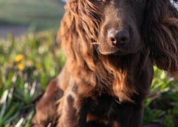 The Prince and Princess of Wales have revealed the name of their adorable puppy as they celebrated his first birthday today