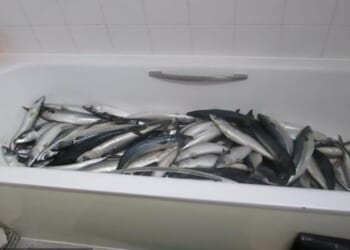 Firefighters attending a blaze at Stephen Akuoko's home on Haines Way, Watford, sent a tip off to Watford Borough Council after finding a bathtub full of dead fish in the property