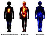 Your hangover, mapped: Charts reveal exactly what alcohol does to your body the next day - from weak legs to a pounding head