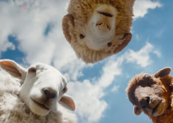 ‘The Sheep Detectives’ review: A tender fable wrapped in a murder mystery