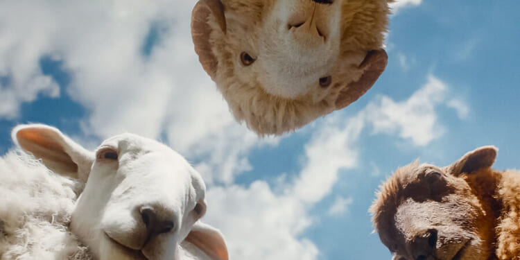 ‘The Sheep Detectives’ review: A tender fable wrapped in a murder mystery